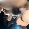 直下型ディルドオナニー vol.2 - サンプル画像 - 5