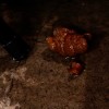 臭痴！女体猛臭娼館怪事 前多まこの乱れ百景 - サンプル画像 - 12