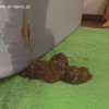 のんちゃんの糞 - サンプル画像 - 8